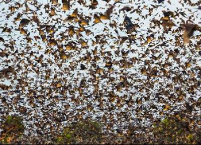هجوم 10 میلیون خفاش به پارکی در زامبیا!