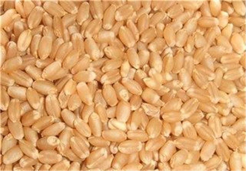 گله مندی هند از بلاتکلیفی معامله 3 میلیون تنی گندم خود با ایران