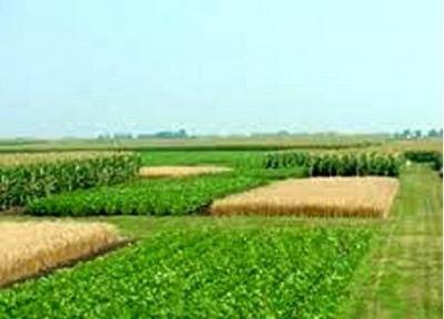 کاهش فرسایش خاک با پسماندهای شالیکاری و صنعتی، رشد بذر علوفه ای بعد از 6 ماه مالچ پاشی