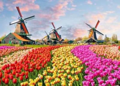 تور هلند: اگر به گل علاقمندید سفر به هلند رو تجربه کنید