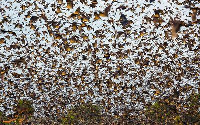 هجوم 10 میلیون خفاش به پارکی در زامبیا!