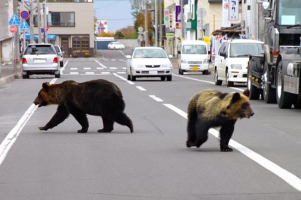خرس ها به منطقه ها مسکونی در شمال ژاپن حمله کردند؛ 4 کشته